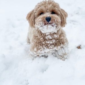 Meet your Posher, Scott